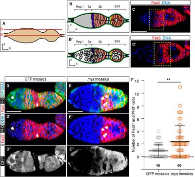 Integrins control epithelial stem cell proliferation in the Drosophila ovary by modulating the Notch pathway